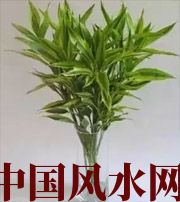 厦门十二生肖养什么植物最旺财运？你知道吗！